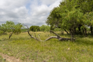 Schleicher County, Texas (12)