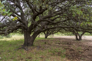 Schleicher County, Texas (11)