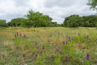 Schleicher County, Texas (25)