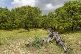 Schleicher County, Texas (29)