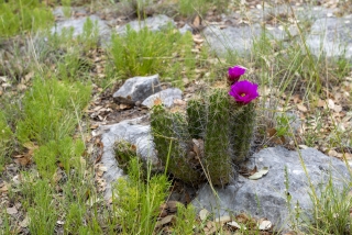 Schleicher County, Texas (33)