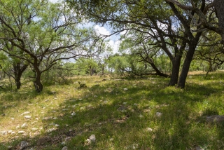 Schleicher County, Texas (36)