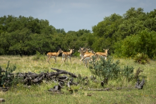 Schleicher County, Texas (8)